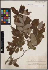 Foto von Salix cinerea L.